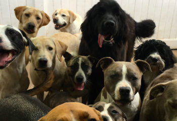 several dogs standing together looking at camera
