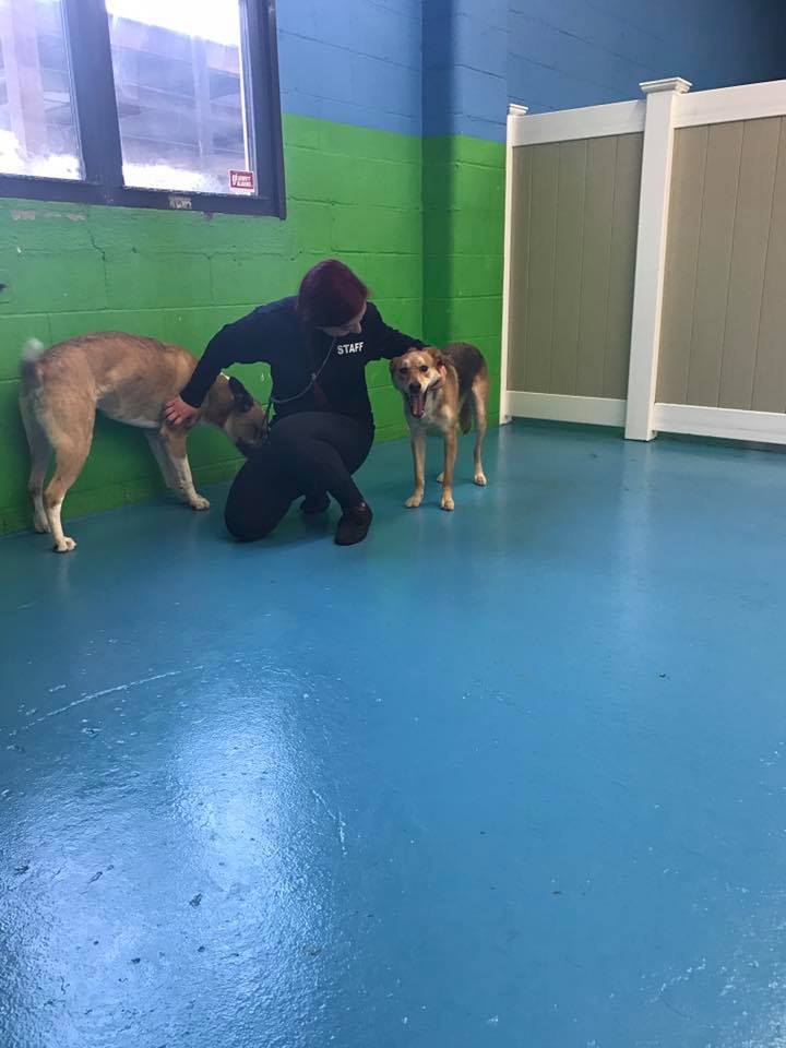 staff member kneeling with two dogs