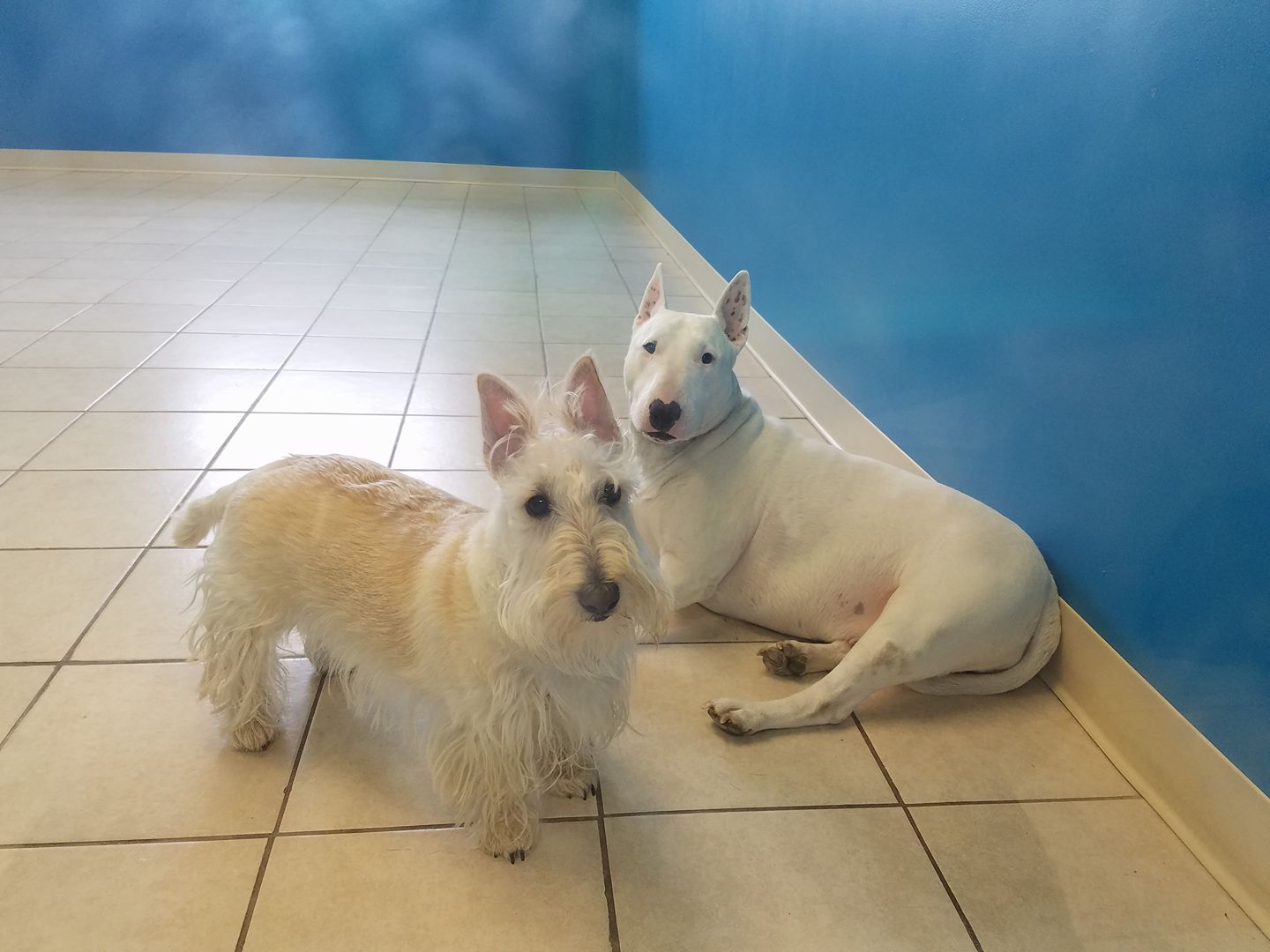 two white dogs on tile floor