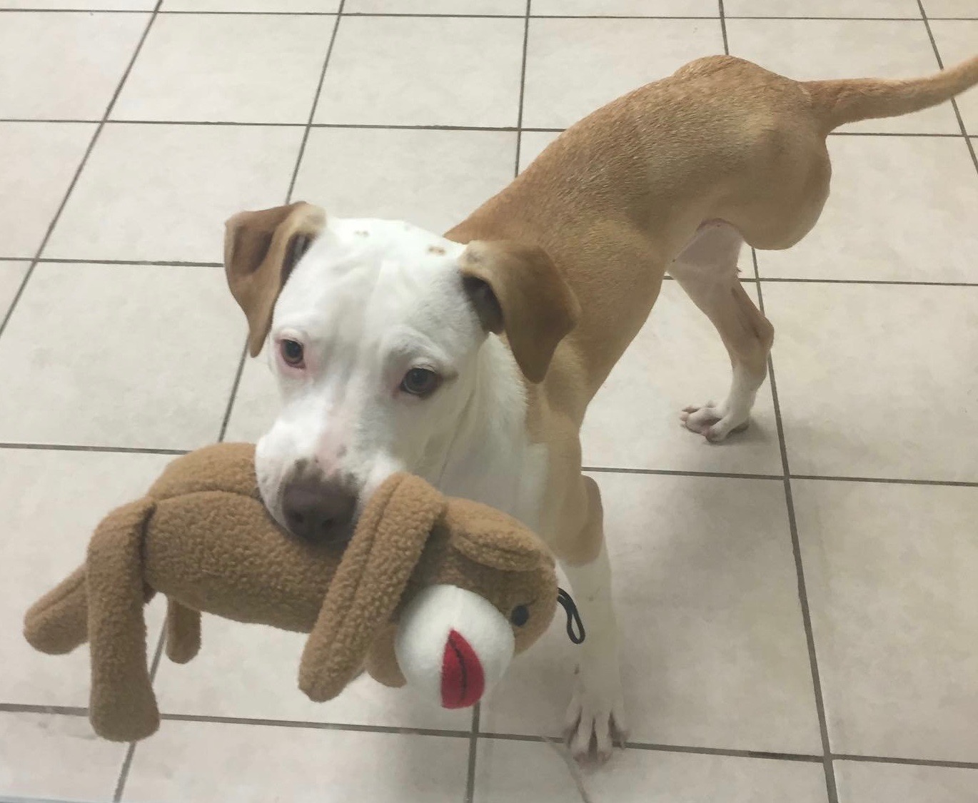 white and brown dog with sock monkey in mouth