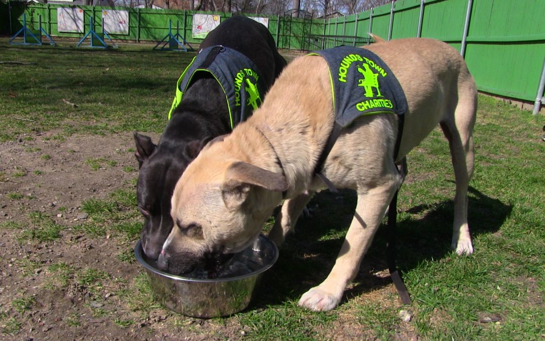 two dogs drinking out of a bowl