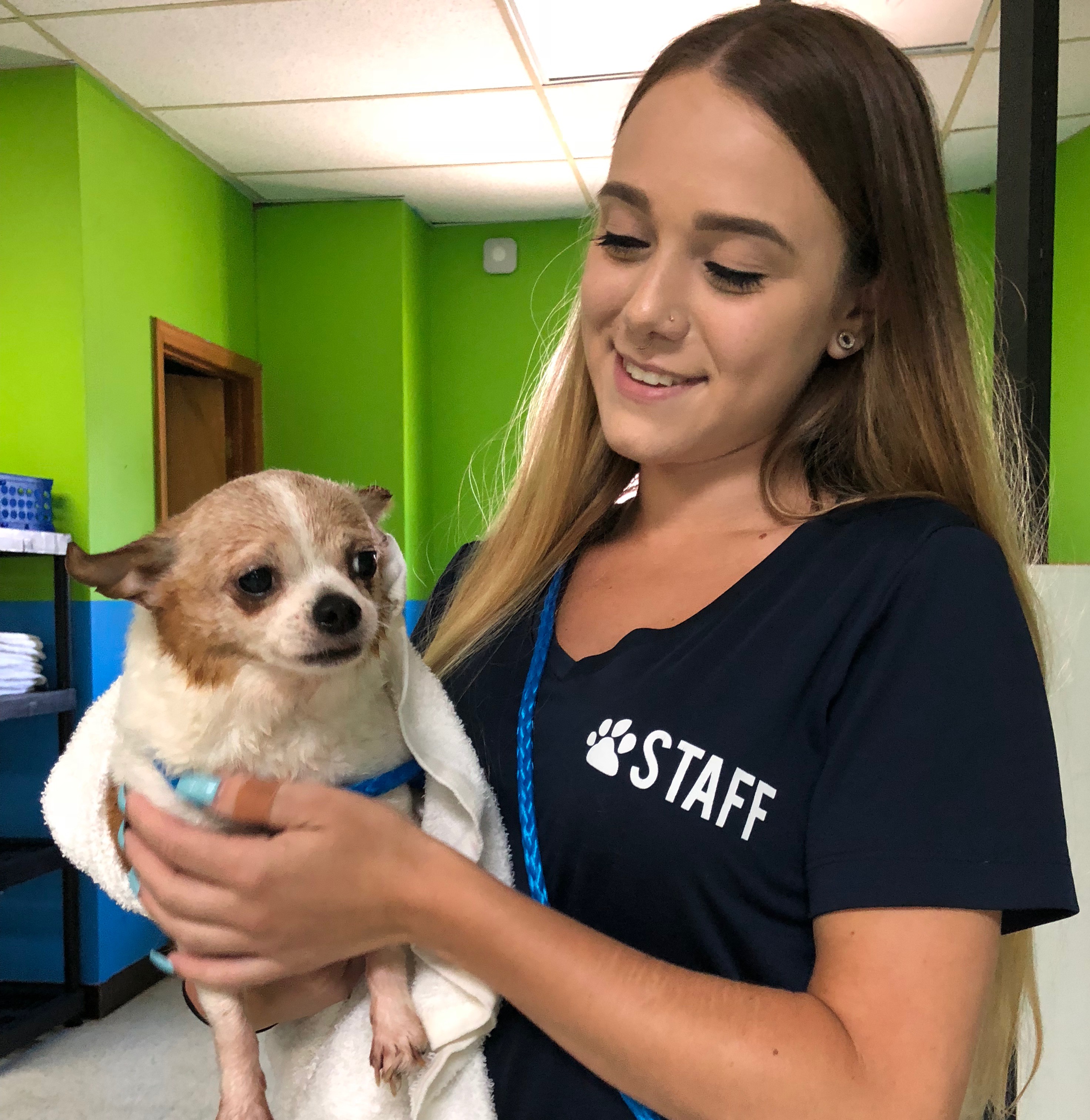 small white and brown dog being held by staff