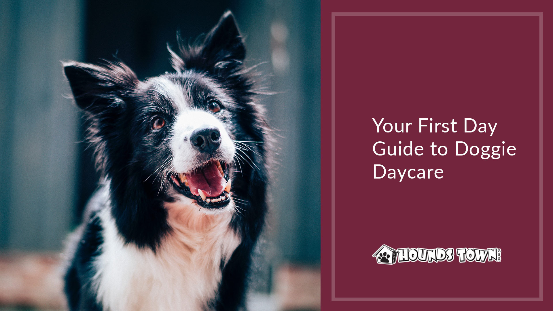 black and white dog with words your first day guide to doggie daycare on the right