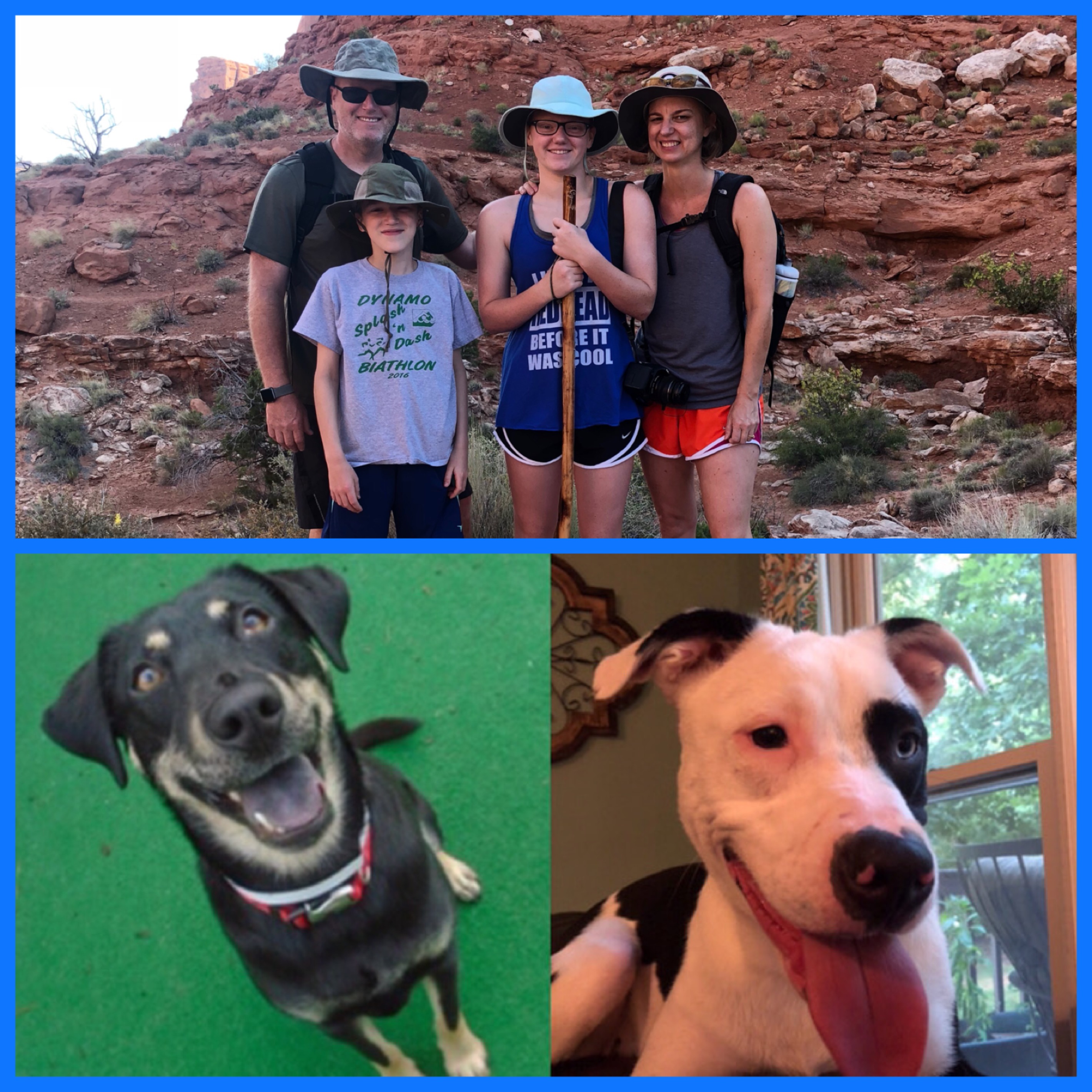 collage of family hiking on top, black dog sitting on green floor bottom left and white and black dog panting in the bottom right