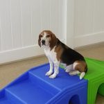 beagle sitting on green and blue play structure