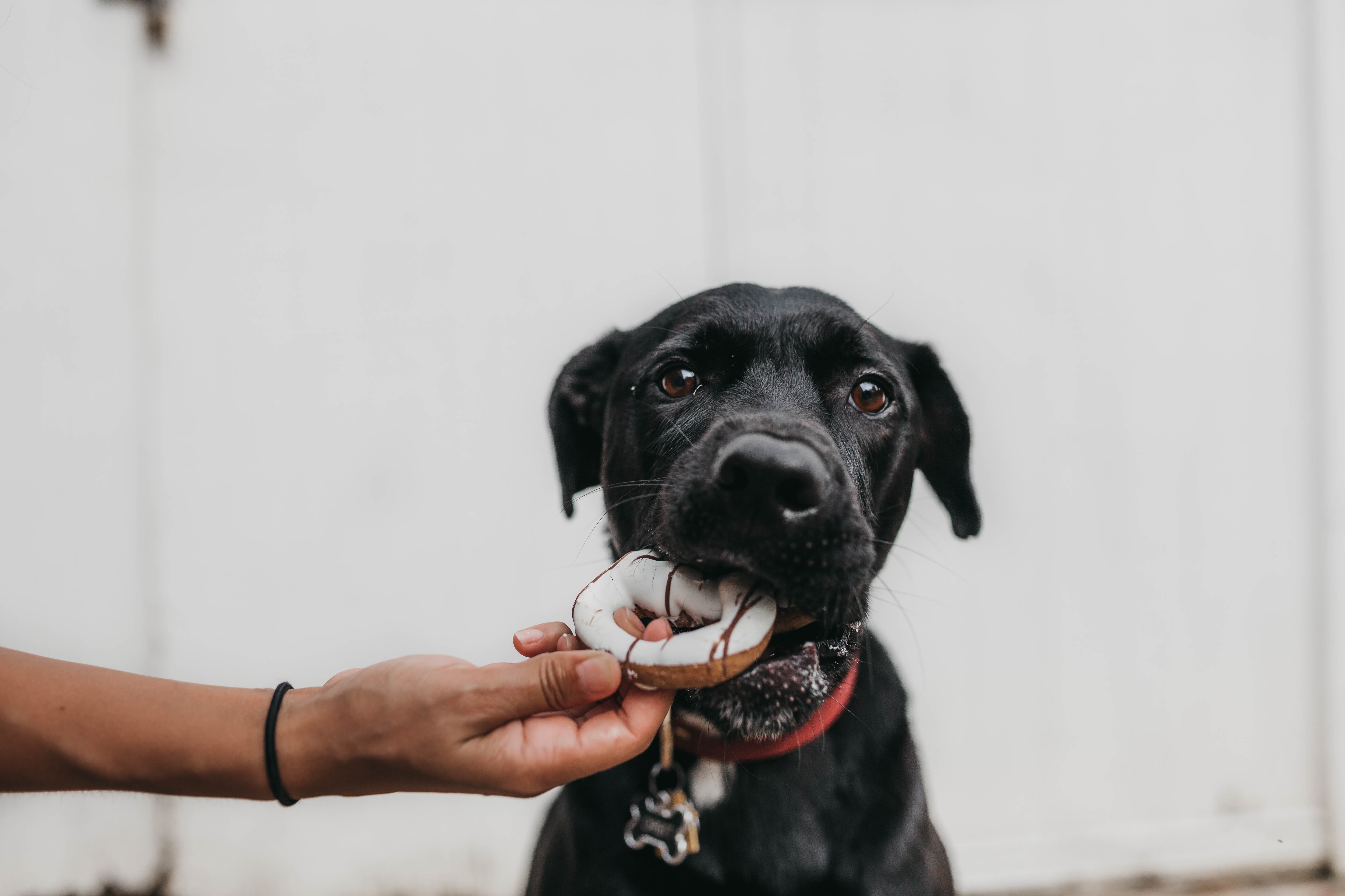 black dog with frosted treat being held in mouth by human hand