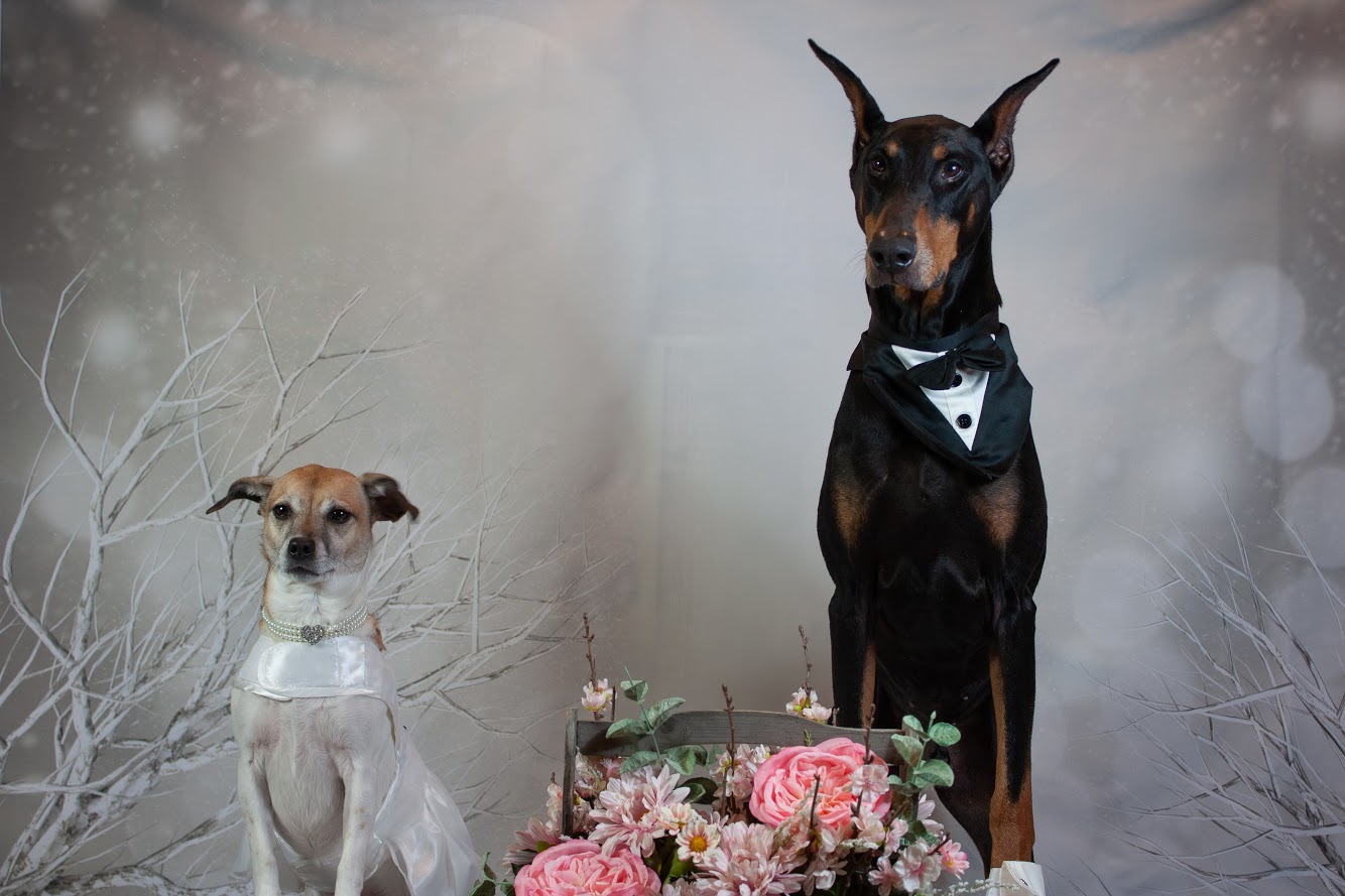 small white dog in white tutu and large black dog in tuxedo sitting in winter scene around flower bouquet