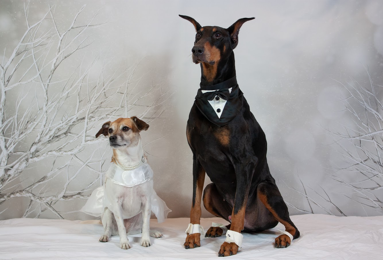Doggie day care wedding at Hounds Town USA