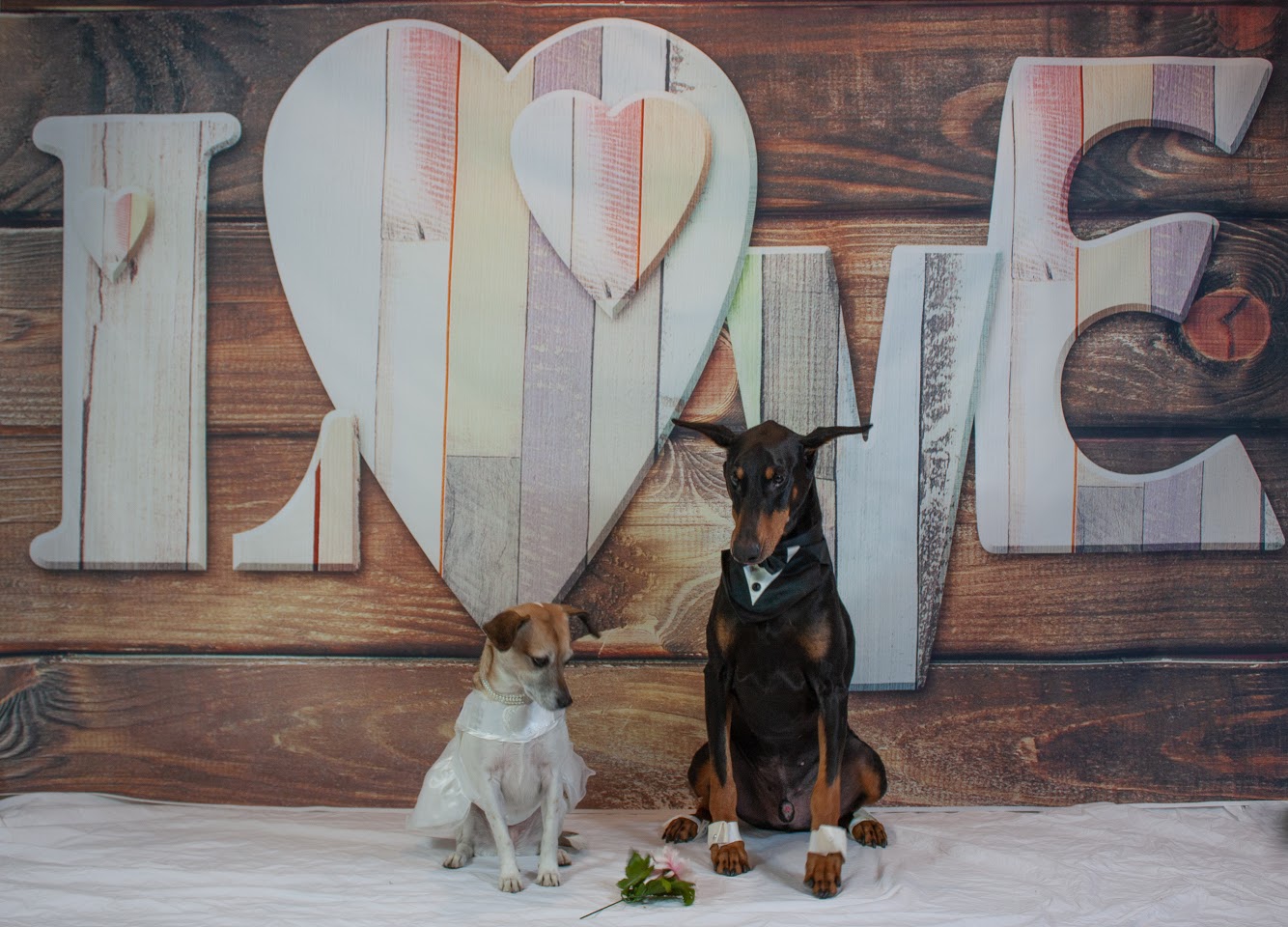 Doggie day care wedding at Hounds Town USA