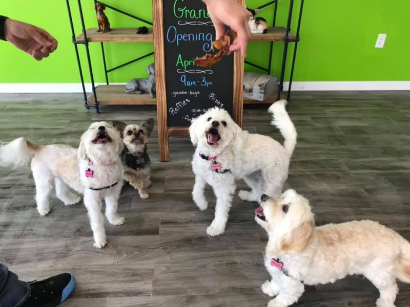 four small dogs looking up at a hand holding a treat above them