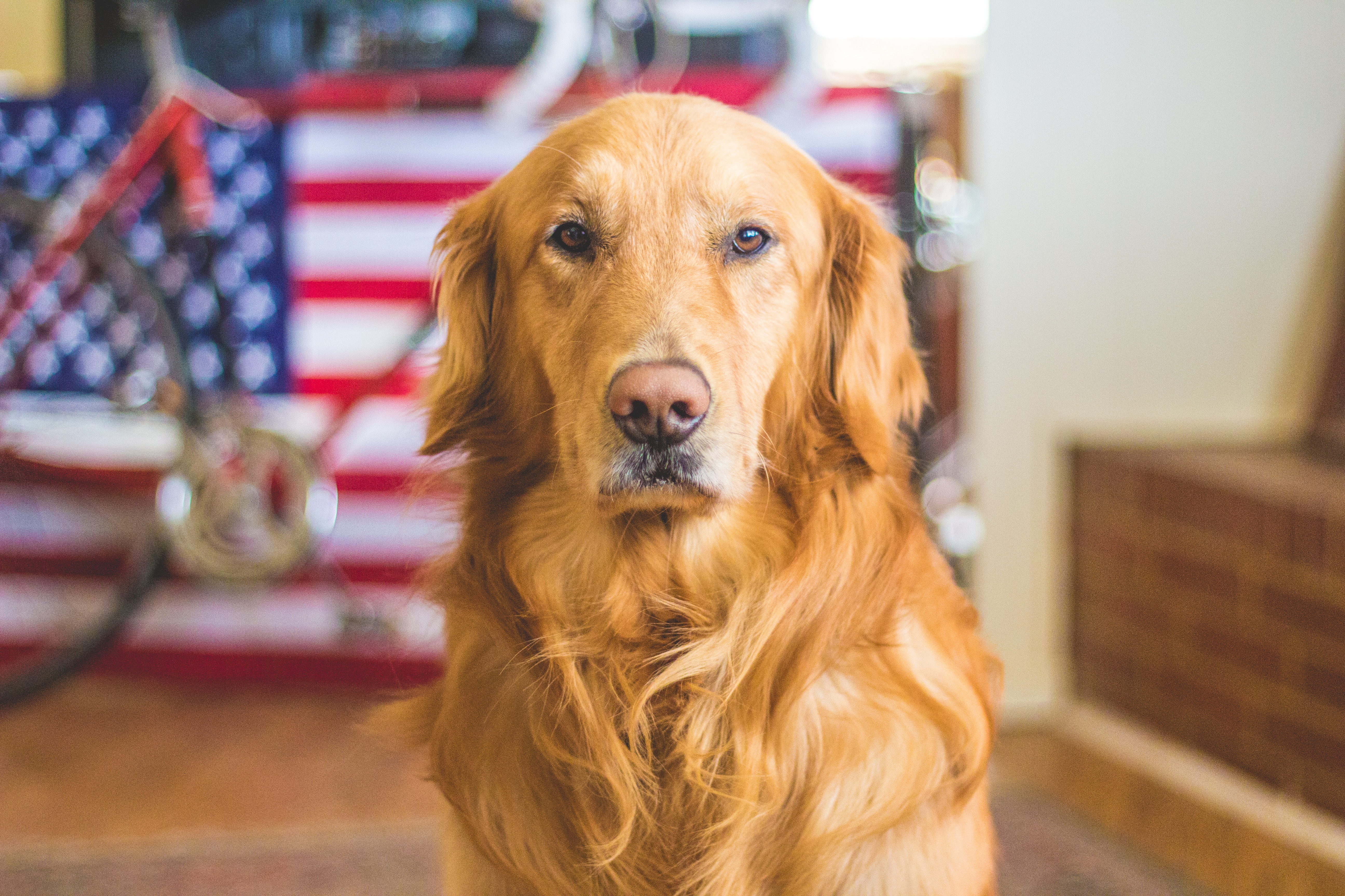 Hounds Town USA Safety Tips Fourth of July