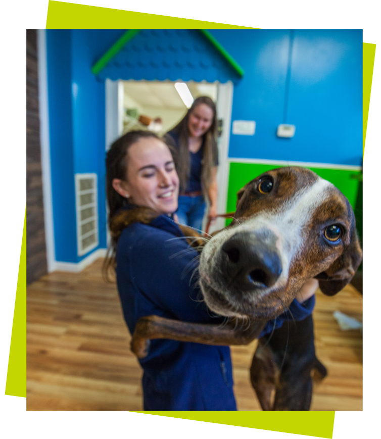 brown dog hugging a staff member with face focused and green background