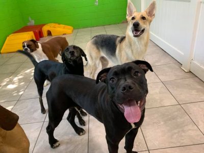 dog day care - play time - hounds town farmingdale