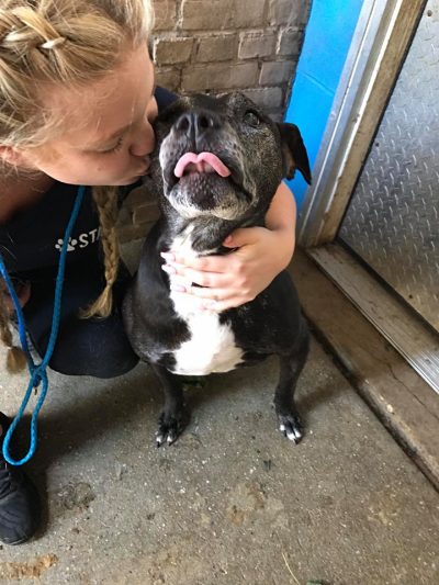 Doggy Day Care - Hounds Town - Ronkonkoma - Separation Anxiety