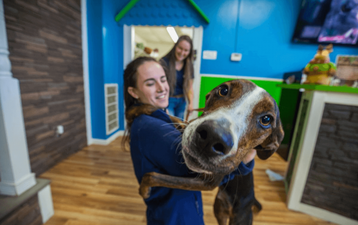 focused face of brown dog hugging hounds town employee