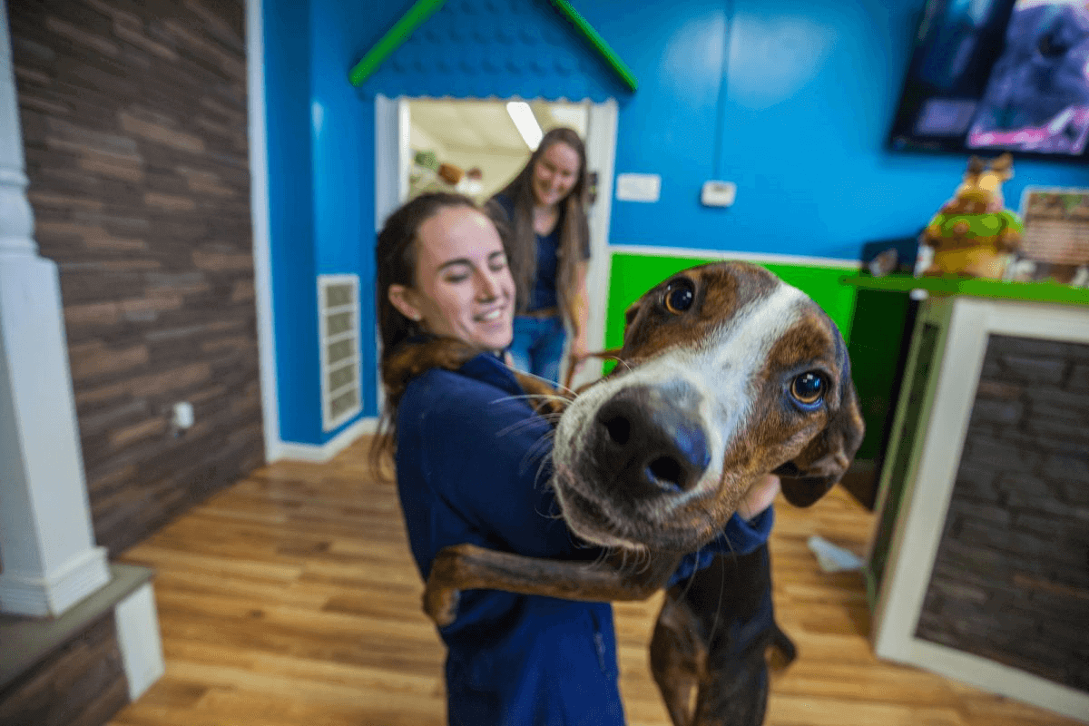 focused face of brown dog hugging hounds town employee