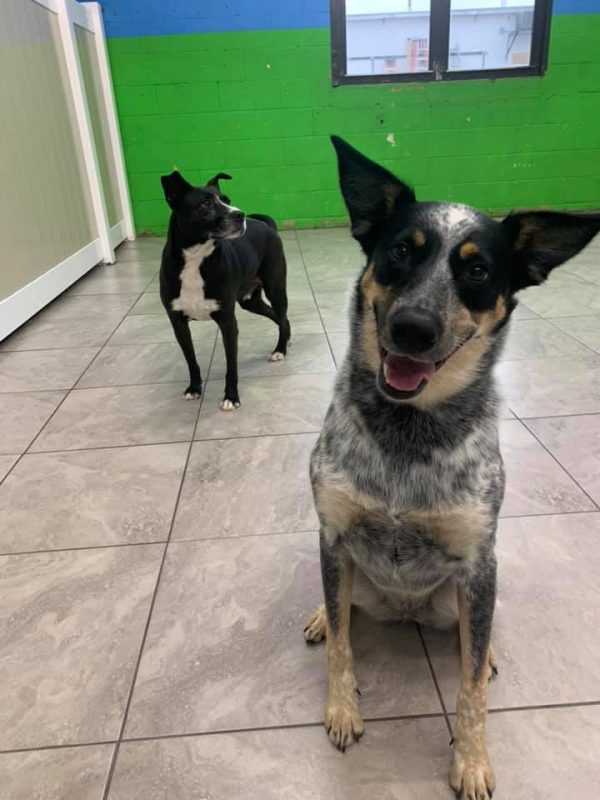 Hounds Town Nominated Best of Long Island Dog Boarding!