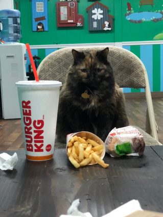 cat boarding - port jefferson - bergen