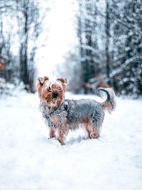 dog - snow - safety tips - winter