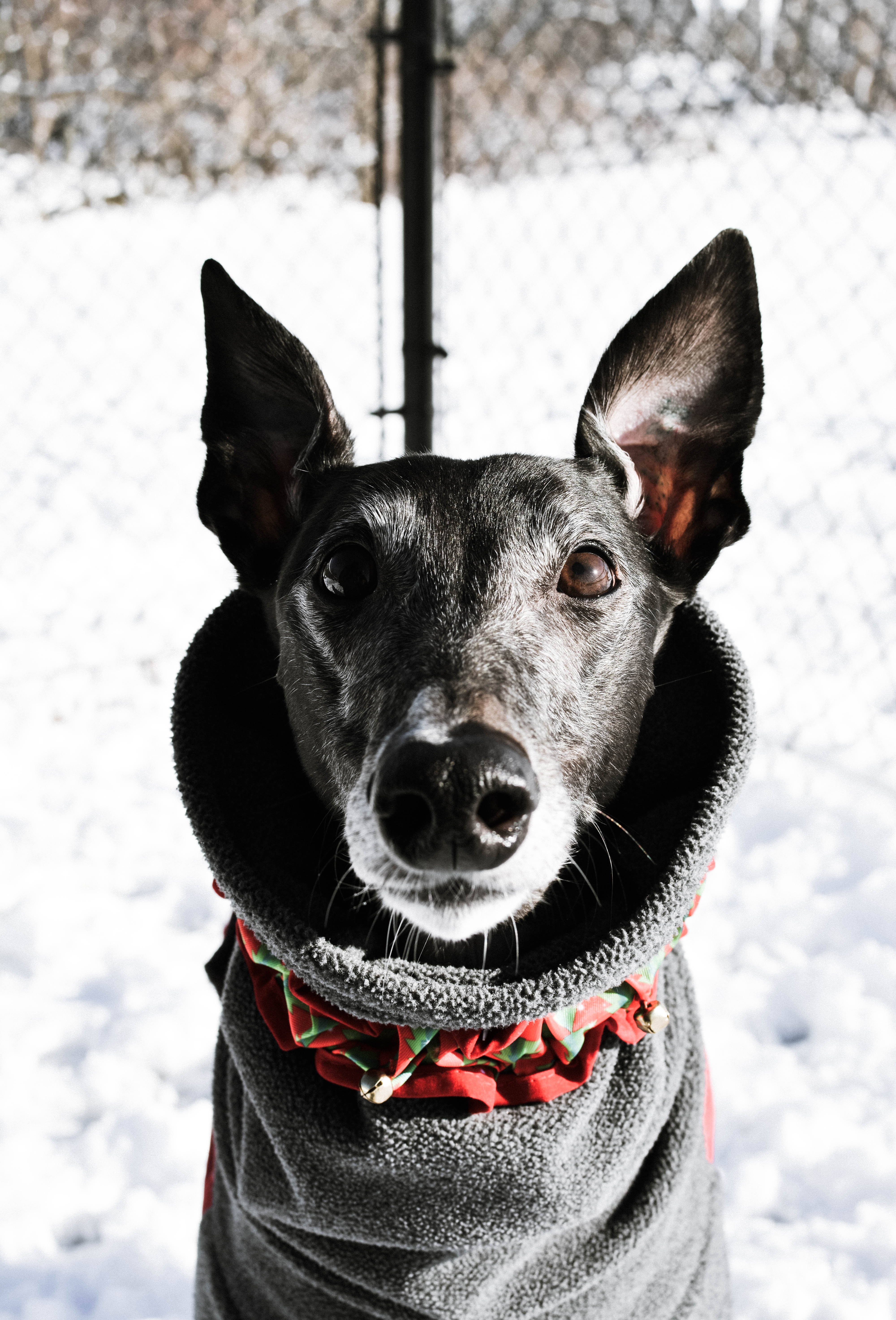 dog sweater - winter - safety tips - snow