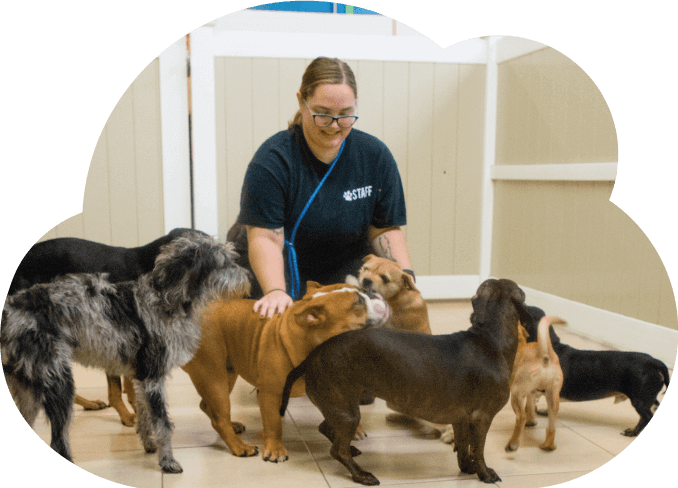 doggy day care southern suburbs