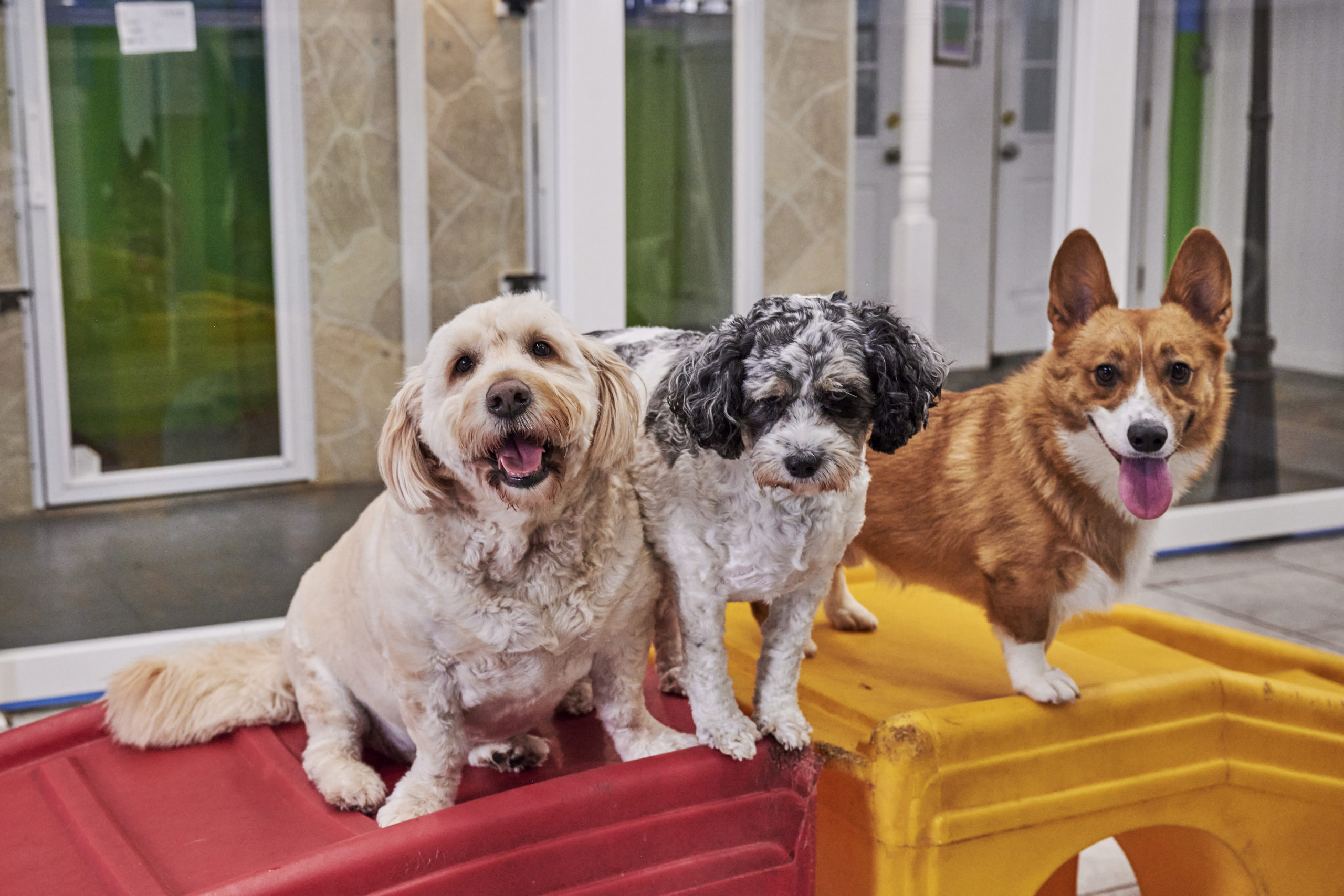 How To Show Your Dog You Love Them 5 Creative Ways