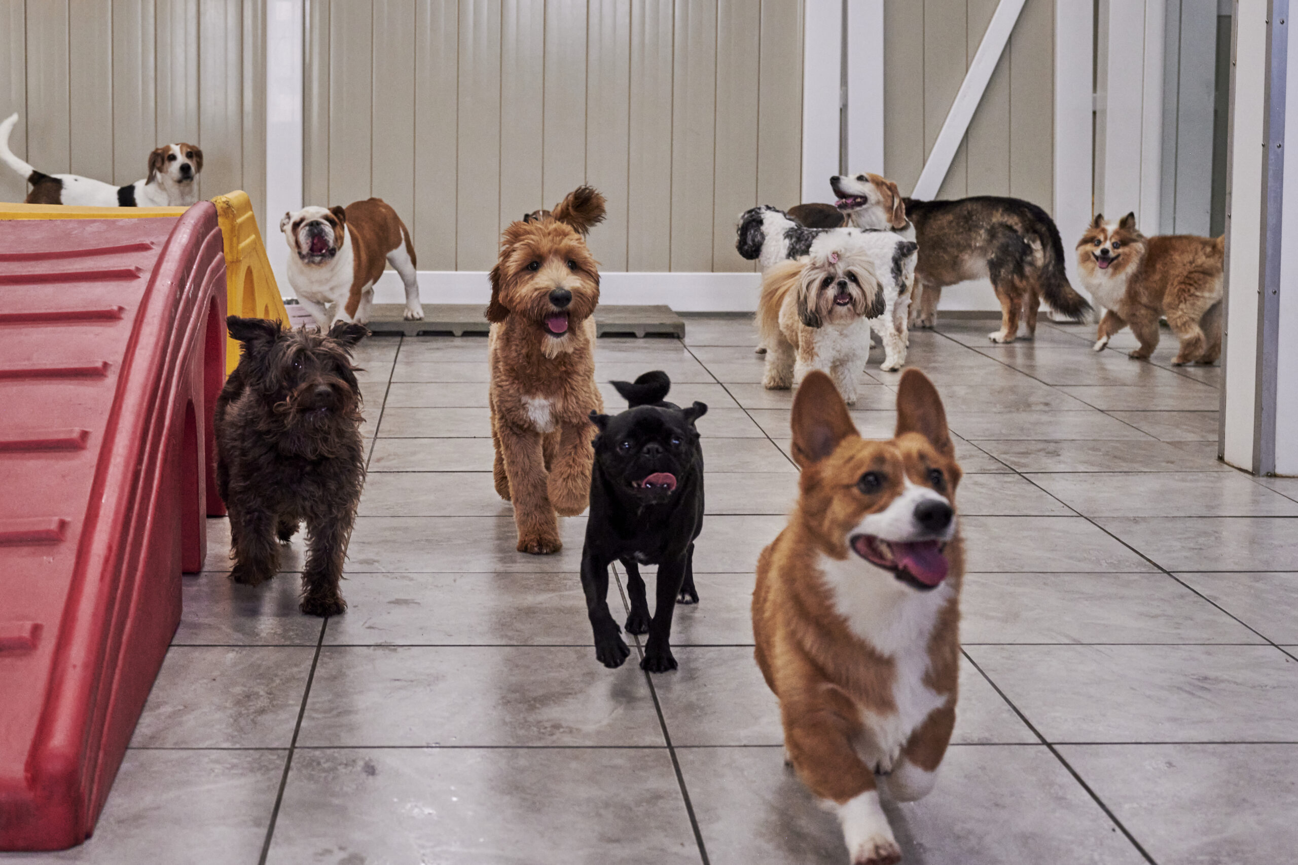 how much can you make owning a doggy daycare