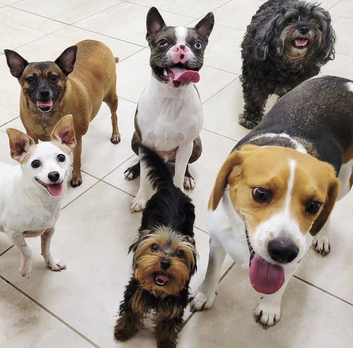 The Benefits of Mental Stimulation for Dogs: Why Our Doggie Daycare is a  Great Choice
