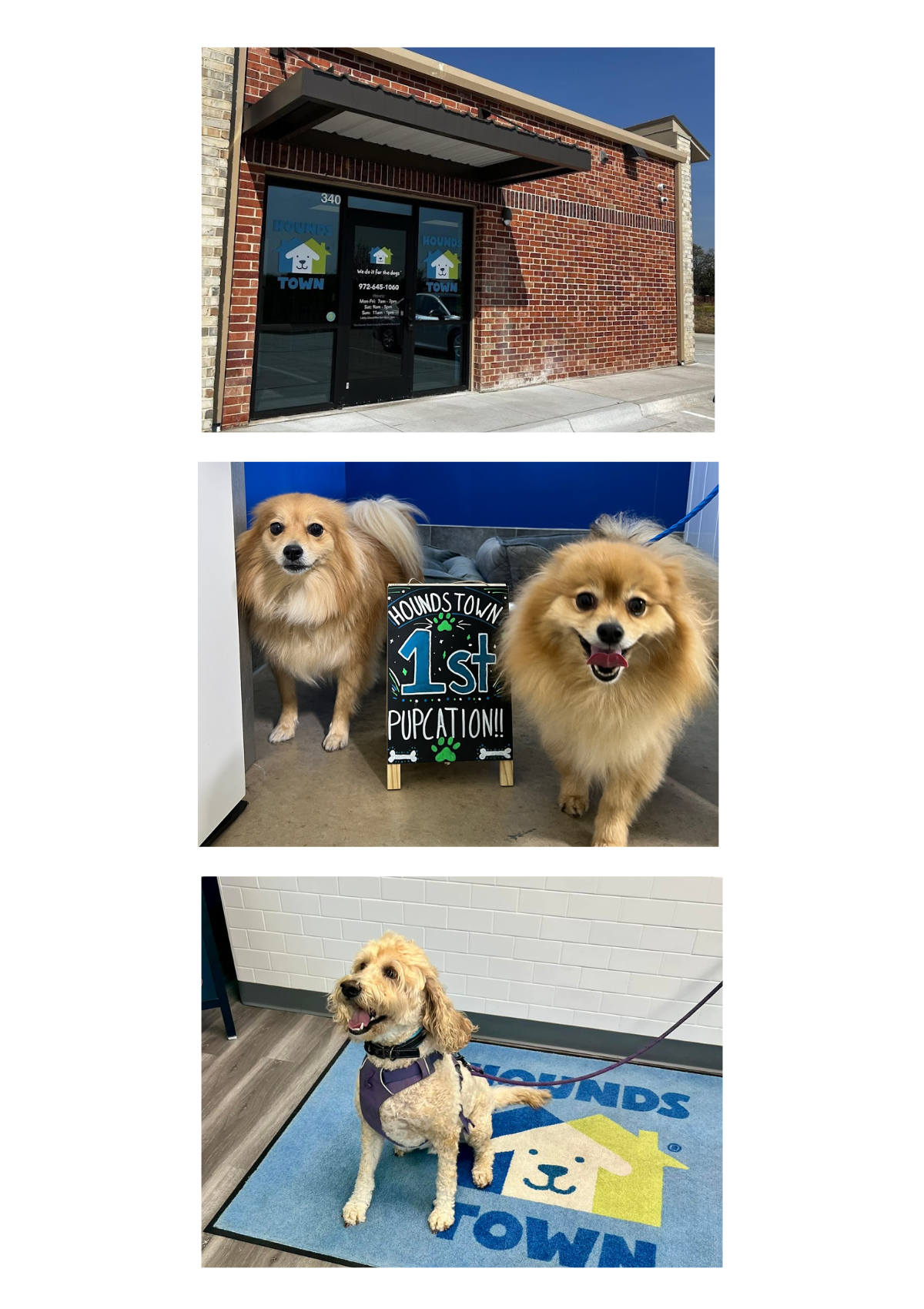 Photos from doggy daycare in Little Elm, Texas