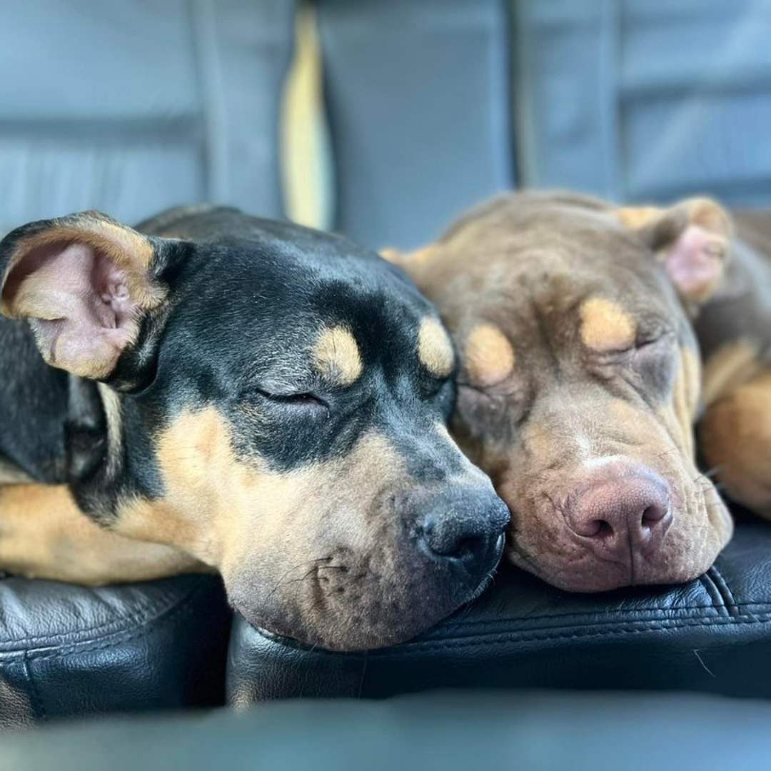 Two dogs sleeping off their Hounds Town Hangovers after playing at doggy daycare