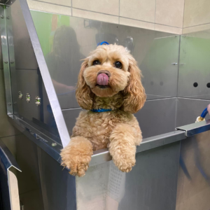 Dog with tongue hanging out in the bathtub at Hounds Town Day Spa