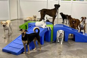 Playgroup of dogs on play ramp at doggy daycare