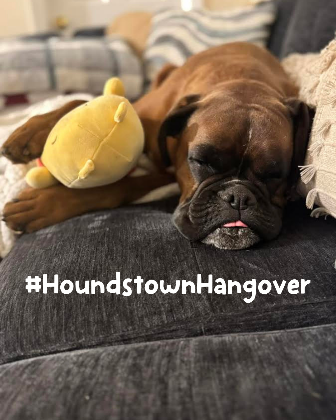 Dog with Hounds Town Hangover