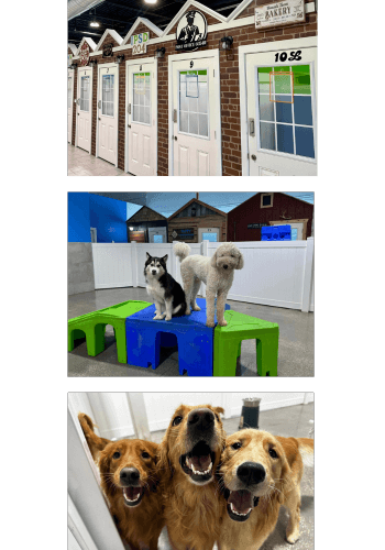 Photo collage of dogs at Hounds Town doggy daycare and boarding