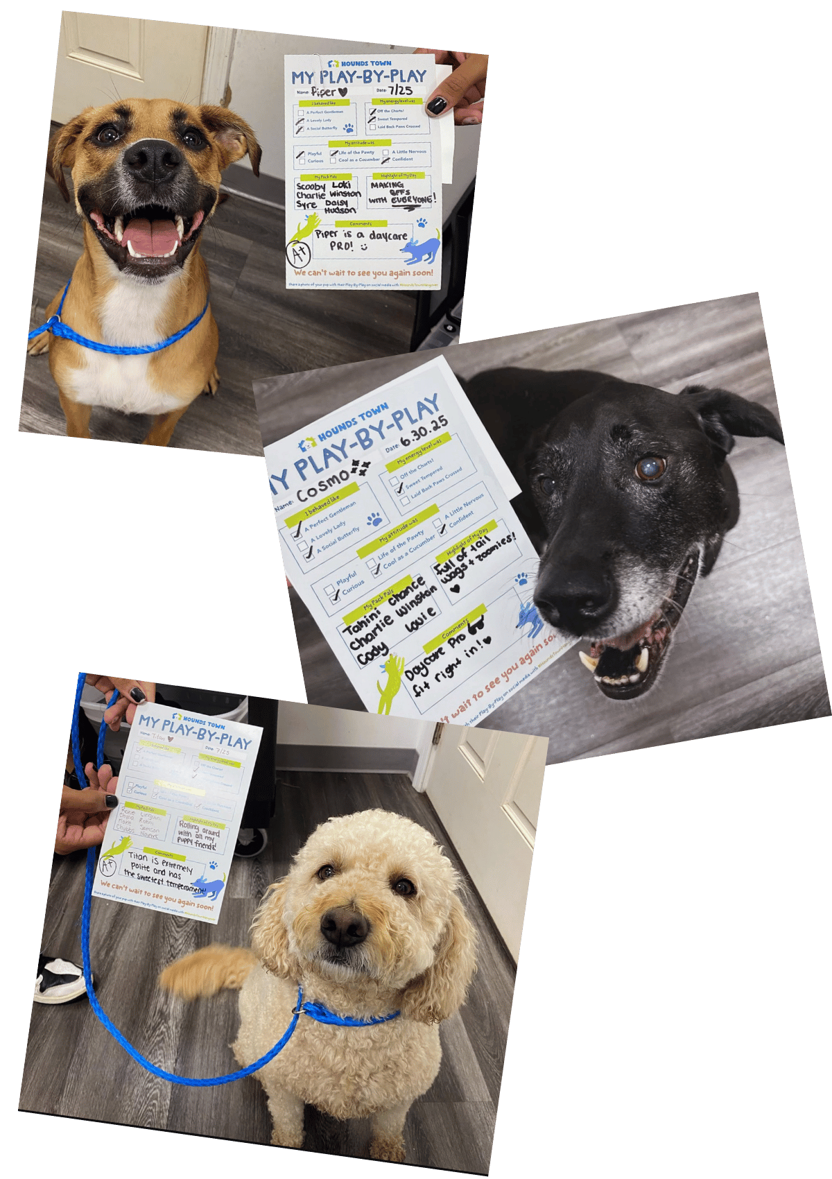 Photo collage of dogs with their Play-by-Play report cards after doggy daycare at Hounds Town