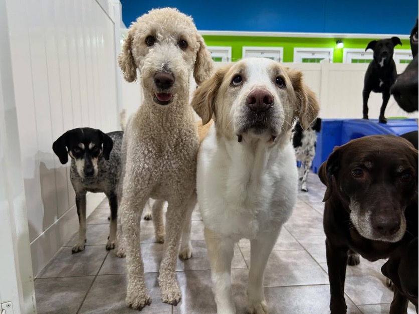 A white curly dog and a white dog play at a Hounds Town location