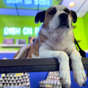 Photo of Hounds Town Co-Founder's dog, Maggie